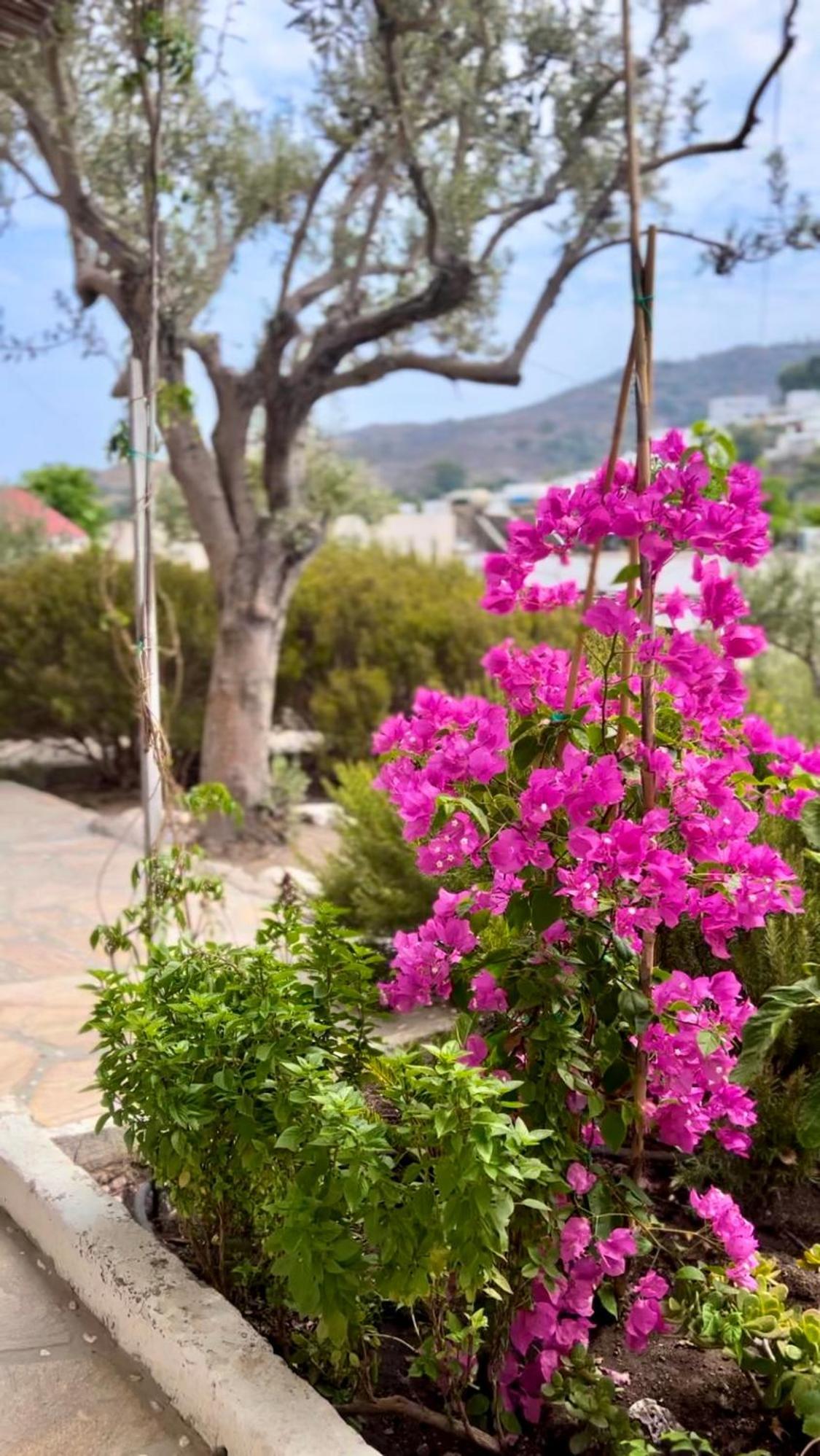 الشقق الفندقية سكالافي  Mistral-Patmos المظهر الخارجي الصورة